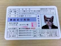 w5b 昭和レトロ なめ猫 免許証5種50枚 王猫治/猫嶋茂男/田中猫栄/三原にゃん子/猫田聖子 _画像4