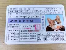 w5b 昭和レトロ なめ猫 免許証5種50枚 王猫治/猫嶋茂男/田中猫栄/三原にゃん子/猫田聖子 _画像8