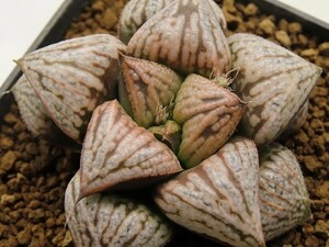 ■[Y087]古都姫葵(金子）×王天紅　（SC221115)　ヤマト運輸 【多肉植物　Haworthia　ハオルチア　ハオルシア】