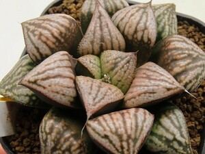 ■[Y084]古都姫葵(金子）　ヤマト運輸 【多肉植物　Haworthia　ハオルチア　ハオルシア】