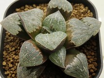 ■[Y086]インペリアル　ヤマト運輸 【多肉植物　Haworthia　ハオルチア　ハオルシア】_画像1