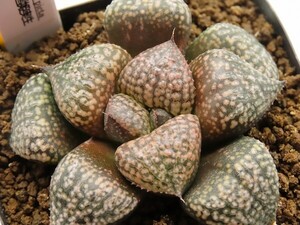 ■[Y073]塚原白雪姫実生×海皇　実生　未繁殖　ヤマト運輸 【多肉植物　Haworthia　ハオルチア　ハオルシア】