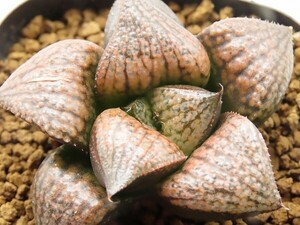 ■[Y075]紫蝉×GM452 IK No2　実生　未繁殖　ヤマト運輸 【多肉植物　Haworthia　ハオルチア　ハオルシア】