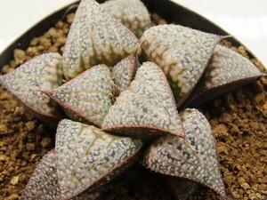 ■[Y074]GM452 SPK-1×Super Galaxy(S-1)　実生　未繁殖　ヤマト運輸 【多肉植物　Haworthia　ハオルチア　ハオルシア】