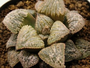 ■[Y069]ティファニー×ビエラ　実生　未繁殖　ヤマト運輸 【多肉植物　Haworthia　ハオルチア　ハオルシア】