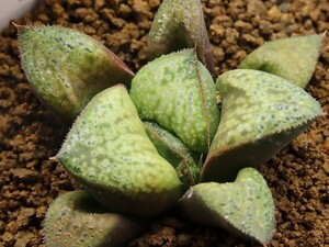 ■[Y058]花朧×特古都姫葵F2　実生　未繁殖　ヤマト運輸 【多肉植物　Haworthia　ハオルチア　ハオルシア】