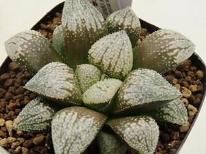 ■[Y049]特WDW白百合×四月(特)白銀　実生　未繁殖　ヤマト運輸 【多肉植物　Haworthia　ハオルチア　ハオルシア】