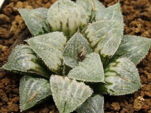 ■[Y041]夕焼けバディア×チェリーブロッサム　実生　未繁殖　ヤマト運輸 【多肉植物　Haworthia　ハオルチア　ハオルシア】