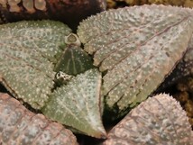 ■[Y109]ナイトメア×白瑠璃パルナシウス　実生　未繁殖　ヤマト運輸 【多肉植物　Haworthia　ハオルチア　ハオルシア】_画像2