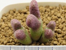 ■[Y156]karamoepense カラモエペンセ　ヤマト運輸 【多肉植物　Conophytum　コノフィツム】_画像4