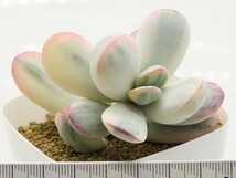 ■[Y200]orbiculata 'oophylla' variegata 達磨福娘錦　ヤマト運輸 【多肉植物　Cotyledon コチレドン】_画像3