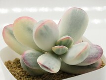 ■[Y200]orbiculata 'oophylla' variegata 達磨福娘錦　ヤマト運輸 【多肉植物　Cotyledon コチレドン】_画像1