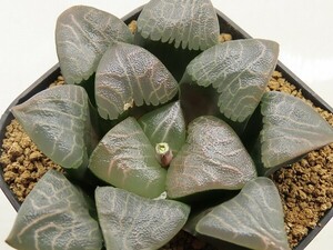 ■[W096]Ocean Rain(JP44) オーシャンレイン　ヤマト運輸 【多肉植物　Haworthia　ハオルチア　ハオルシア】