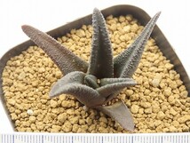 ■[W079]ソルディダ　実生　未繁殖　ヤマト運輸 【多肉植物　Haworthia　ハオルチア　ハオルシア】_画像3