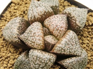 ■[W075]ピクタ白銀系×海皇　実生　未繁殖　ヤマト運輸 【多肉植物　Haworthia　ハオルチア　ハオルシア】