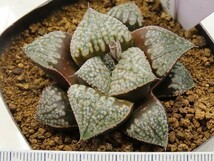 ■[W053]パルテノンA×インペリアル　実生　未繁殖　ヤマト運輸 【多肉植物　Haworthia　ハオルチア　ハオルシア】_画像4