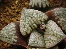 ■[W053]パルテノンA×インペリアル　実生　未繁殖　ヤマト運輸 【多肉植物　Haworthia　ハオルチア　ハオルシア】_画像2