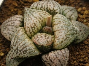 ■[W051]海ほたるF2×塚原白雪姫実生　実生　未繁殖　ヤマト運輸 【多肉植物　Haworthia　ハオルチア　ハオルシア】