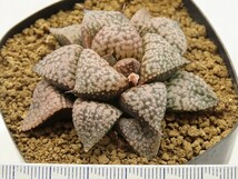 ■[W044]海皇×塚原白雪姫実生　実生　未繁殖　ヤマト運輸 【多肉植物　Haworthia　ハオルチア　ハオルシア】_画像4