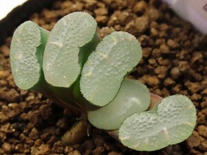 ■[W035]春雨　ヤマト運輸 【多肉植物　Haworthia　ハオルチア　ハオルシア】