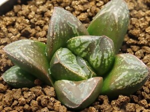 ■[W034]Black&White ブラック&ホワイト　ヤマト運輸 【多肉植物　Haworthia　ハオルチア　ハオルシア】