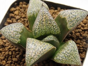 ■[W029]Bob's Red ボブズレッド　ヤマト運輸 【多肉植物　Haworthia　ハオルチア　ハオルシア】