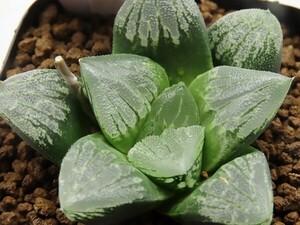 ■[W025]青般若　ヤマト運輸 【多肉植物　Haworthia　ハオルチア　ハオルシア】