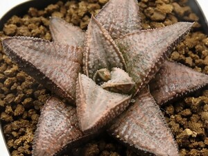 ■[W026]シルバータランチュラ　ヤマト運輸 【多肉植物　Haworthia　ハオルチア　ハオルシア】