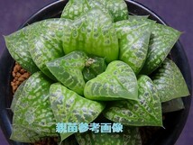 ■[W018]仮面舞踏会　ヤマト運輸 【多肉植物　Haworthia　ハオルチア　ハオルシア】_画像3