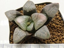 ■[W005]JP実生No286（白雲）　ヤマト運輸 【多肉植物　Haworthia　ハオルチア　ハオルシア】_画像3