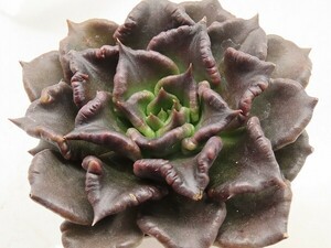 ■[W209]Super Ball スーパーボール　ブラックバディバ　ヤマト運輸 【多肉植物　Echeveria　エケベリア】