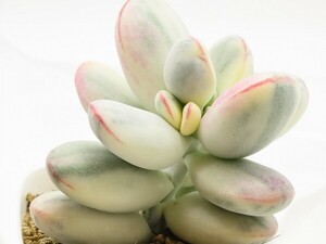 ■[W208]orbiculata 'oophylla' variegata 達磨福娘錦　ヤマト運輸 【多肉植物　Cotyledon コチレドン】