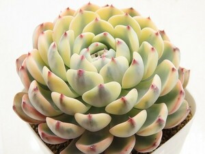 ■[W203]ミニマ錦　ヤマト運輸 【多肉植物　Echeveria　エケベリア】