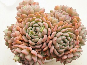 ■[W205]Cute Bubble キュートバブル　ヤマト運輸 【多肉植物　Echeveria　エケベリア】