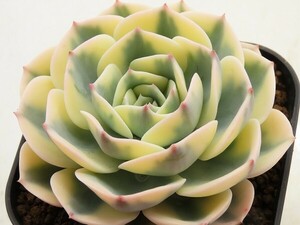 ■[W204]ルノーディーン　ヤマト運輸 【多肉植物　Echeveria　エケベリア】