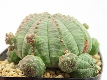 ■[W158]obesa ssp. symmetrica 仔吹きシンメトリカ　ヤマト運輸 【多肉植物　Euphorbia ユーフォルビア】_画像4