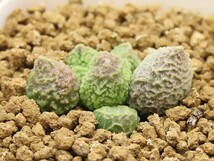 ■[W174]herrei green ball ヘレー　グリーンボール　ヤマト運輸 【多肉植物　Adromischus アドロミスクス】_画像2