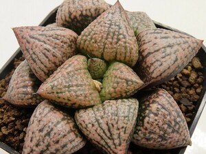 ■[W120]OZ黒粒×剛力S 線　実生　未繁殖　ヤマト運輸 【多肉植物　Haworthia　ハオルチア　ハオルシア】