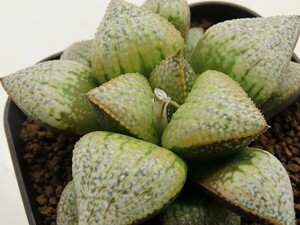 ■[W117]剛力S大白×BmB(TYPE-SP)　実生　未繁殖　ヤマト運輸 【多肉植物　Haworthia　ハオルチア　ハオルシア】