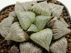 ■[W114]Strawberry Fields×伏魔殿　実生　未繁殖　ヤマト運輸 【多肉植物　Haworthia　ハオルチア　ハオルシア】