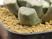 ■[Y127]ドラゴン錦×丹頂　実生　未繁殖　ヤマト運輸 【多肉植物　Haworthia　ハオルチア　ハオルシア】_画像3