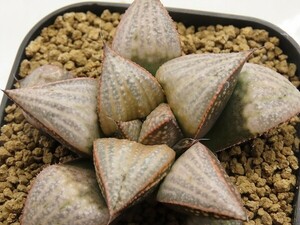 ■[Y121]Toffee hyb×GM452-TM　実生　未繁殖　ヤマト運輸 【多肉植物　Haworthia　ハオルチア　ハオルシア】