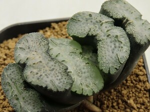 ■[Y097]吉宗　ヤマト運輸 【多肉植物　Haworthia　ハオルチア　ハオルシア】