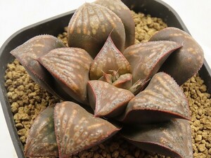 ■[Y093]BS×HA　　ヤマト運輸 【多肉植物　Haworthia　ハオルチア　ハオルシア】