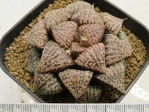 ■[Y094]picta OZ012 20171220　ヤマト運輸 【多肉植物　Haworthia　ハオルチア　ハオルシア】_画像2