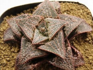 ■[Y072]ブーメランBig×Mary　実生　未繁殖　ヤマト運輸 【多肉植物　Haworthia　ハオルチア　ハオルシア】