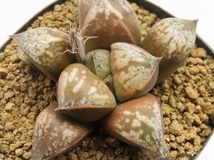 ■[Y061]ティファニーS縞×悟空S　実生　未繁殖　ヤマト運輸 【多肉植物　Haworthia　ハオルチア　ハオルシア】