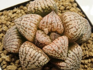 ■[Y059]海ほたるF2×海ほたるF1　実生　未繁殖　ヤマト運輸 【多肉植物　Haworthia　ハオルチア　ハオルシア】