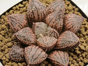 ■[Y053]四月物語×Green Wolf　実生　未繁殖　ヤマト運輸 【多肉植物　Haworthia　ハオルチア　ハオルシア】