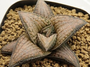 ■[Y030]黄金橋　ヤマト運輸 【多肉植物　Haworthia　ハオルチア　ハオルシア】